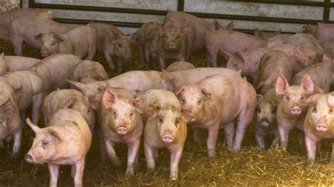 Supreme Court rejects challenge to California pork law mandating more space for pigs
